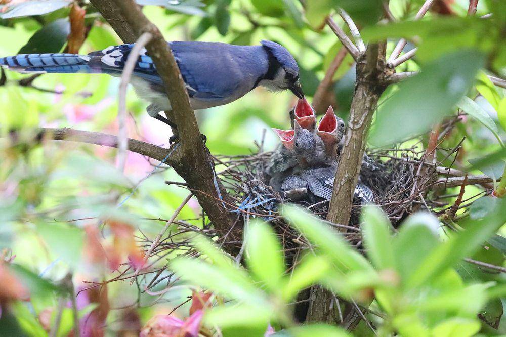 potret blue jay (pixabay.com/Cytis)