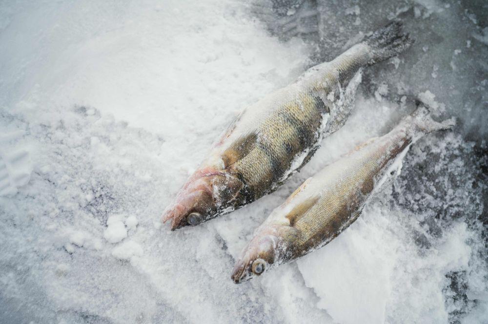 Kenapa Ikan di Kutub Selatan Tidak Membeku? Ini Penjelasannya!