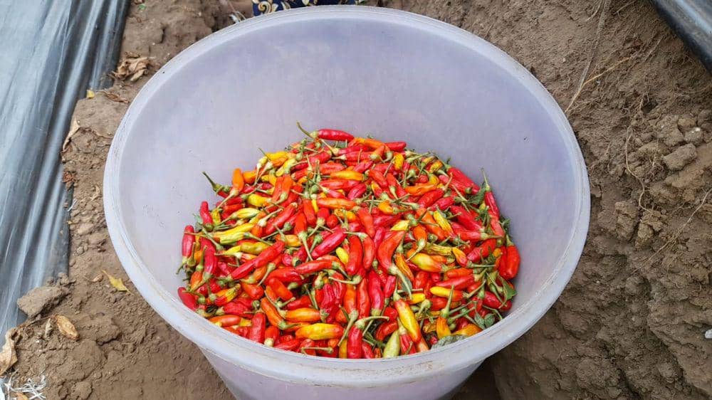 Aktivitas jual beli cabai rawit di pasar Legi Ponorogo/ IDN Times/ Riyanto