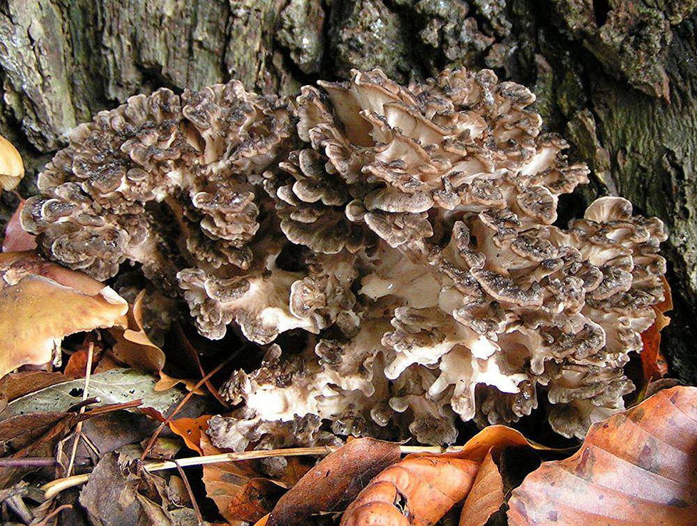 ilustrasi jamur maitake (commons.m.wikimedia.org)