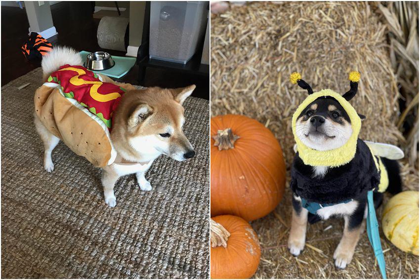 10 Foto Lucu Shiba Inu Pakai Kostum, Malah Jadi Hot Dog