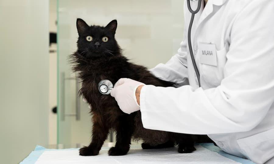 Persiapan Steril Kucing dan Langkah Perawatan Setelahnya
