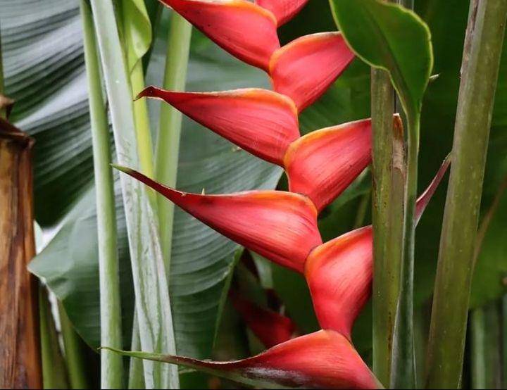 ilustrasi heliconia kawauchi (instagram.com/creativebotanic)
