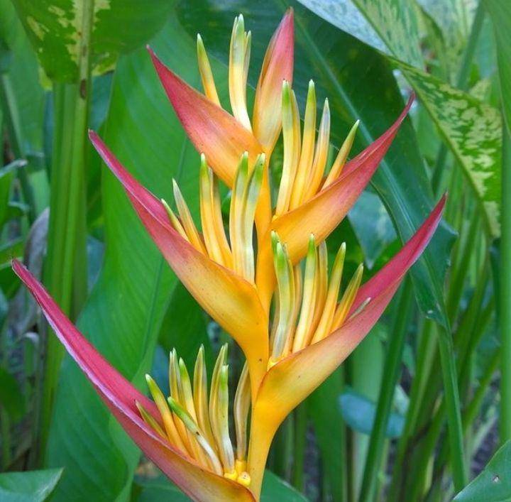 ilustrasi heliconia tropics (instagram.com/dragonflyspring)