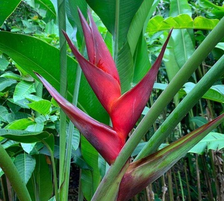 ilustrasi heliconia black cherry (instagram.com/gctropicalgarden)