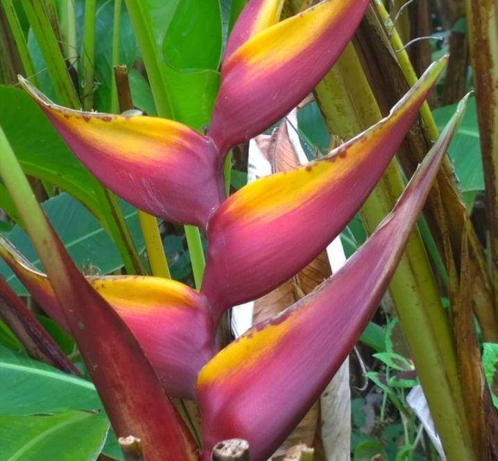 ilustrasi heliconia banana split (instagram.com/dragonflyspring)