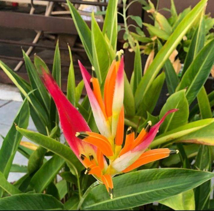 ilustrasi heliconia sassy (instagram.com/loca_por_las_plantas)