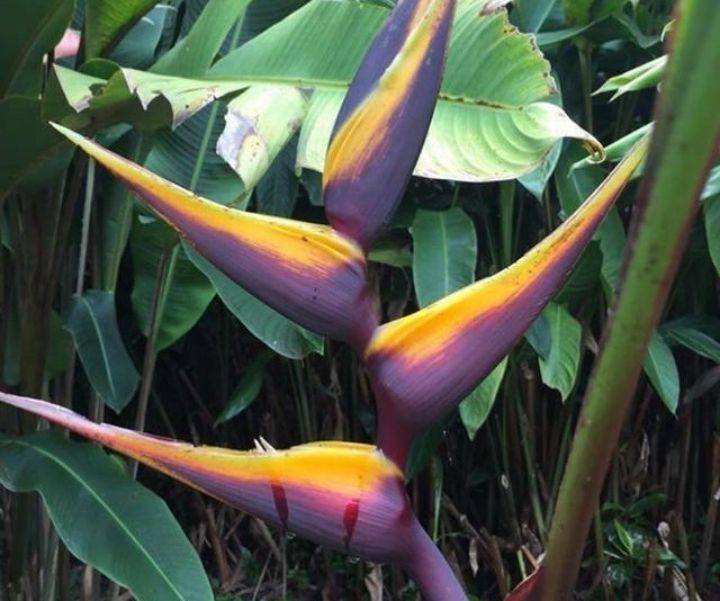 ilustrasi chocolate dancer (instagram.com/gctropicalgarden)