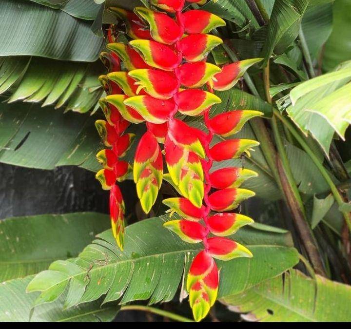 ilustrasi heliconia rostrata (instagram.com/jardinemos)