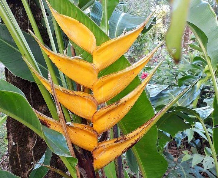 ilustrasi heliconia yellow dancer (instagram.com/bluebutterflyeventscr)