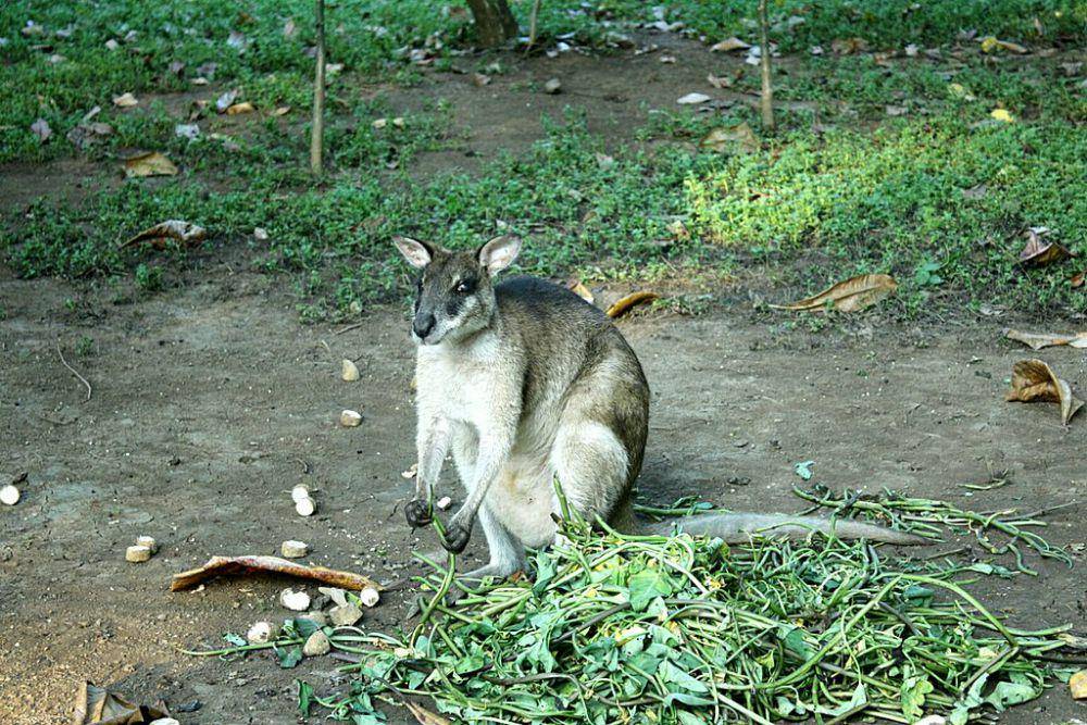 Pademelon Kehitaman. (commons.wikimedia.org/Fardilaaulia)