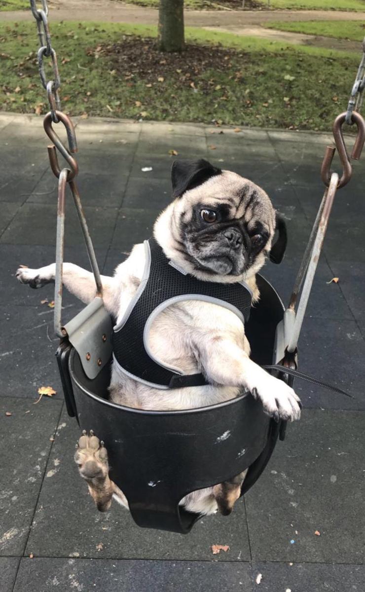 potret hewan main di taman bermain (reddit.com/user/sleepyf***13)