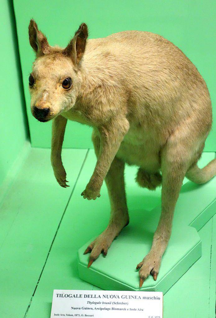 Pademelon Kehitaman. (commons.wikimedia.org/Daderot)