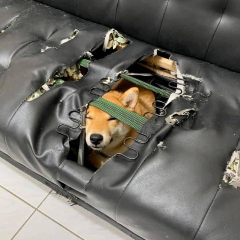 potret anabul merusak sofa (reddit.com/user/immapurplegiraffe)