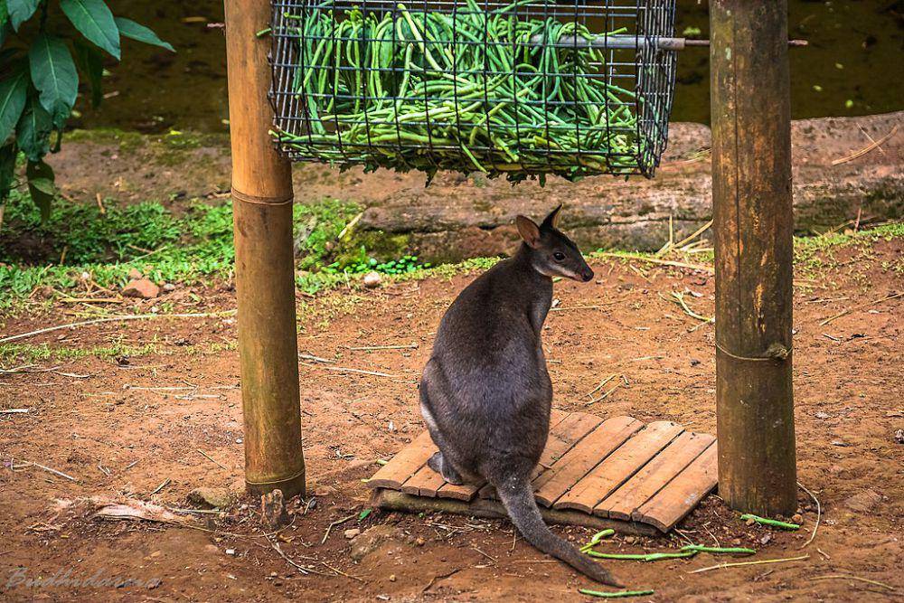 Pademelon Kehitaman. (commons.wikimedia.org/Cep Budhi Darma)