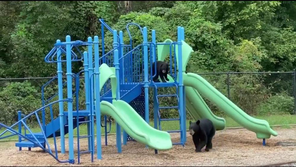 potret hewan main di taman bermain (reddit.com/user/Osensnolf)