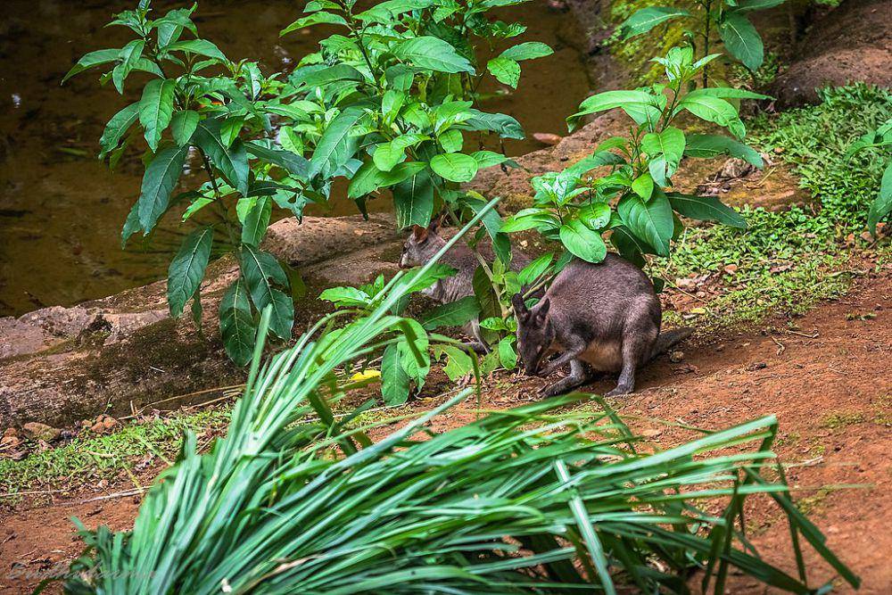 Pademelon Kehitaman. (commons.wikimedia.org/Cep Budhi Darma)