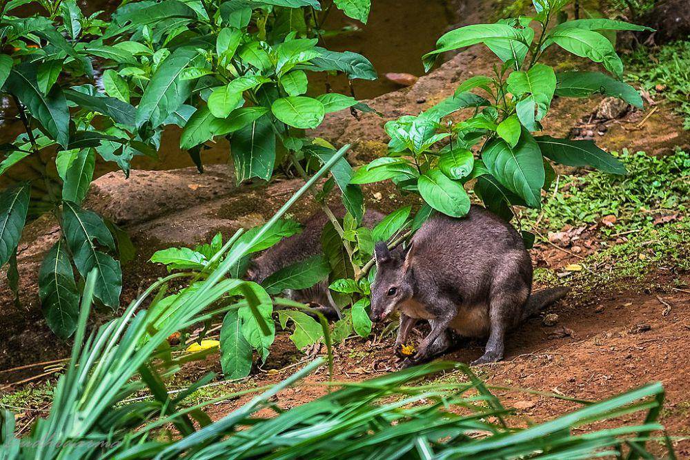 Pademelon Kehitaman. (commons.wikimedia.org/Cep Budhi Darma)