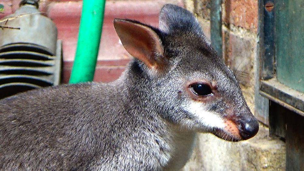 Pademelon Kehitaman. (commons.wikimedia.org/Cedricguppy - Loury Cédric)
