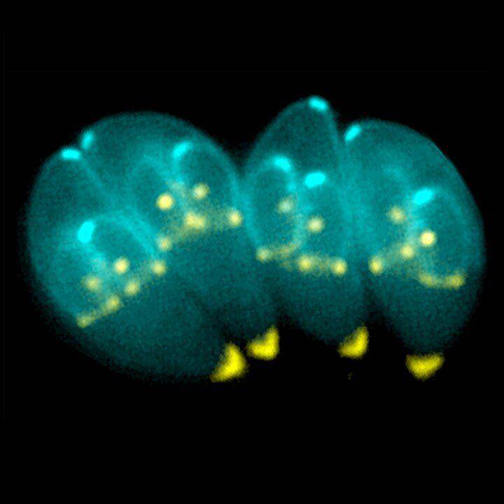 ilustrasi jamur parasit toxoplasma gondii yang diambil dengan citra mikroskop (commons.wikimedia.org/Daniel Mietchen)