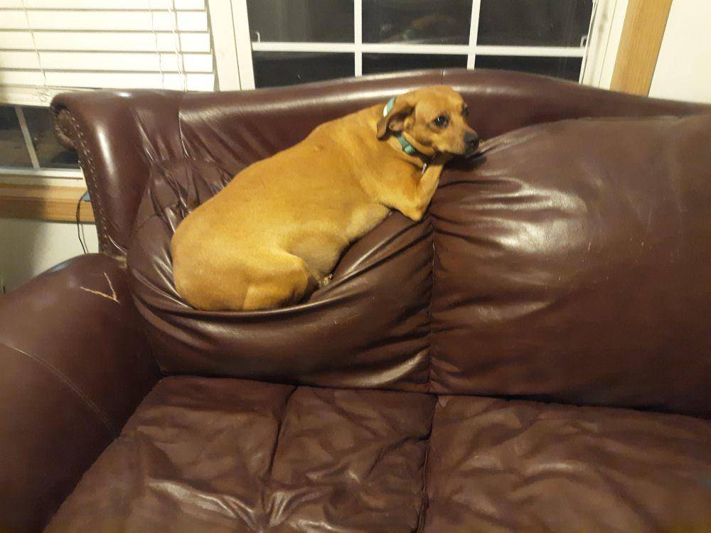 potret anabul merusak sofa (reddit.com/r/AnimalsBeingJerks)