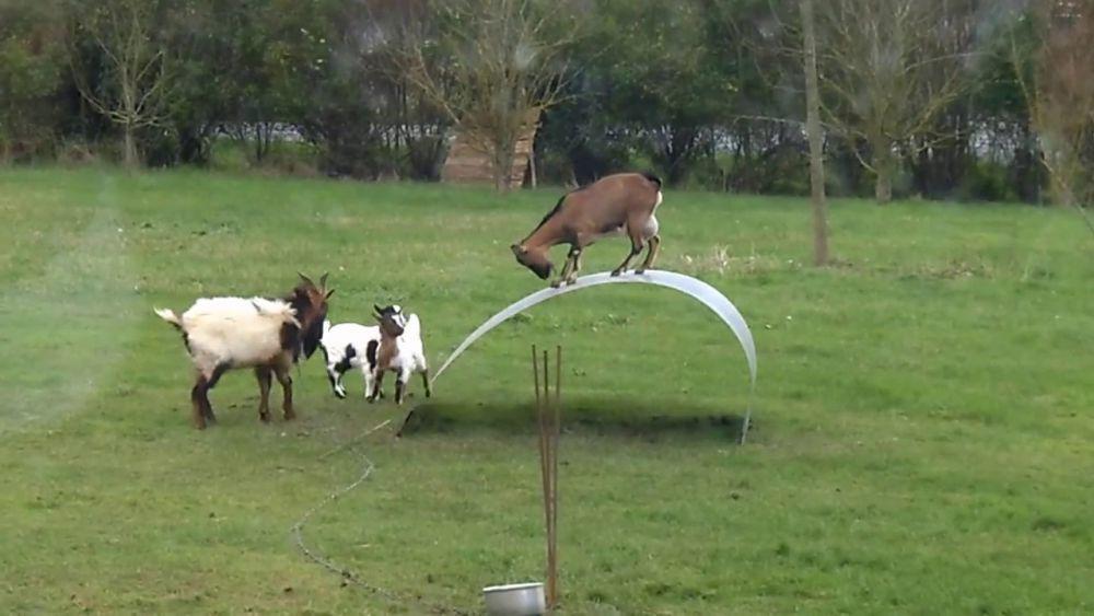 potret hewan main di taman bermain (reddit.com/user/theriffguy)