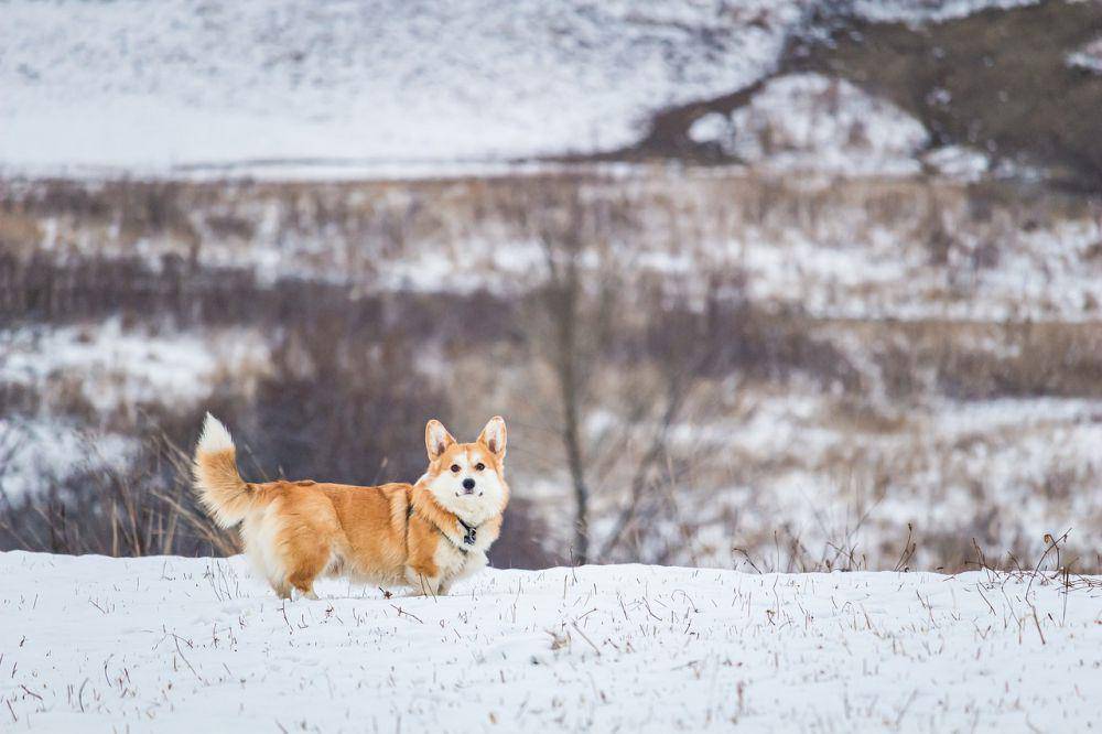 ilustrasi Corgi bermain (pixabay.com/Szabolcs Molnar)