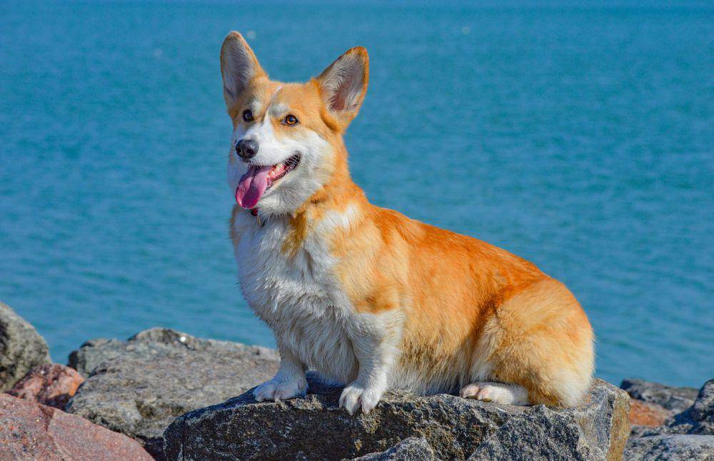 ilustrasi Corgi (pixabay.com/Elena Rogulina)