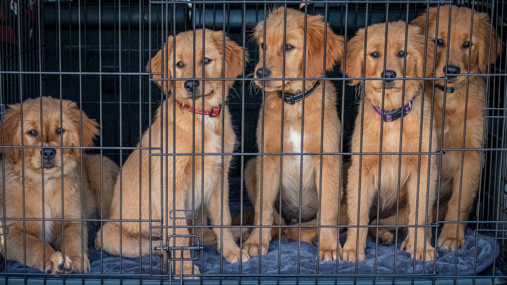 4 Risiko Anjing di Kandang Terlalu Lama, Rentan Stres!