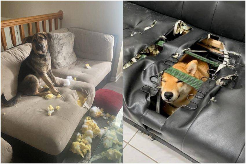 kolase potret anabul merusak sofa (reddit.com/user/gluon318 | reddit.com/user/immapurplegiraffe)