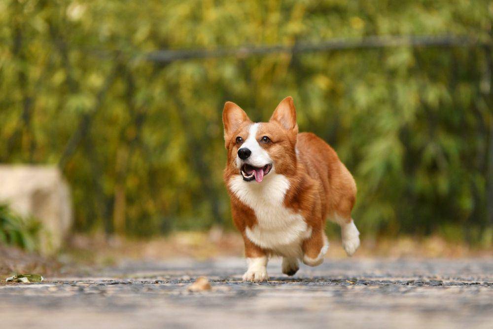 ilustrasi Corgi (pixabay.com/huoadg5888)