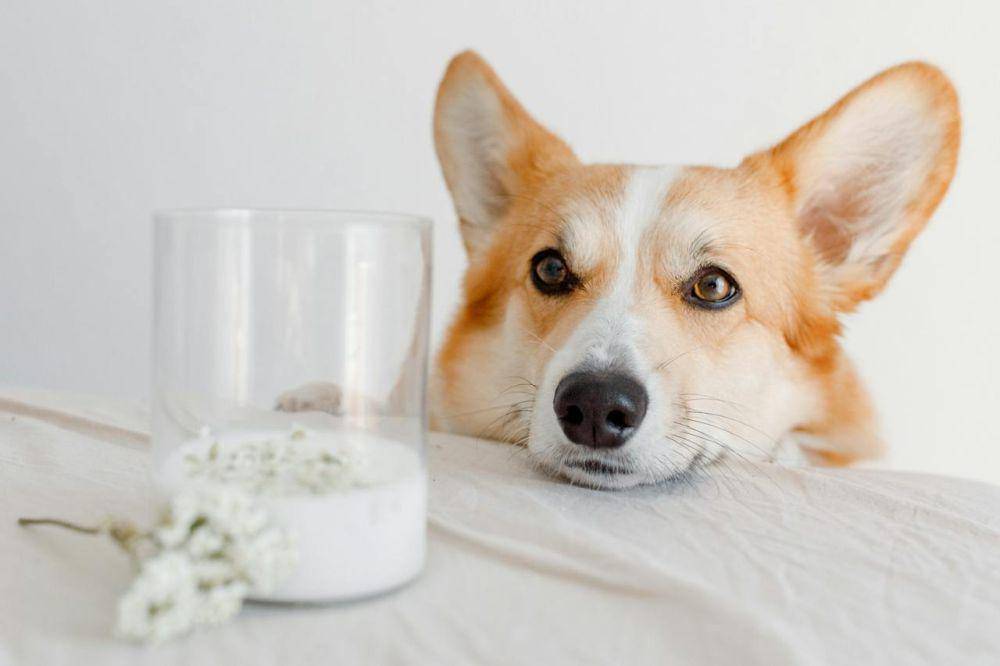 ilustrasi Corgi (pexels.com/Nataliya Vaitkevich)