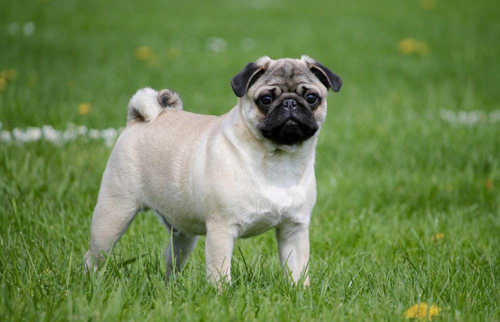 Rentan Sakit, 6 Penyakit Ini Kerap Dialami Ras Anjing Pug
