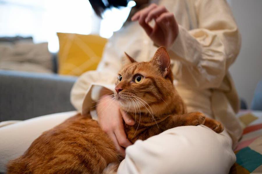 6 Rekomendasi Obat Kutu Kucing, Efektif dan Aman bagi Anabul