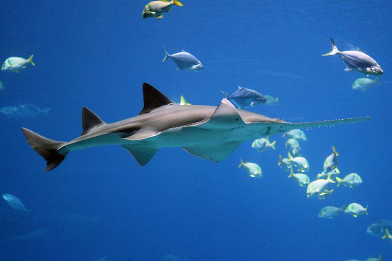 6 Ikan yang Bisa Hidup di Laut dan Air Tawar, Melawan Alam!