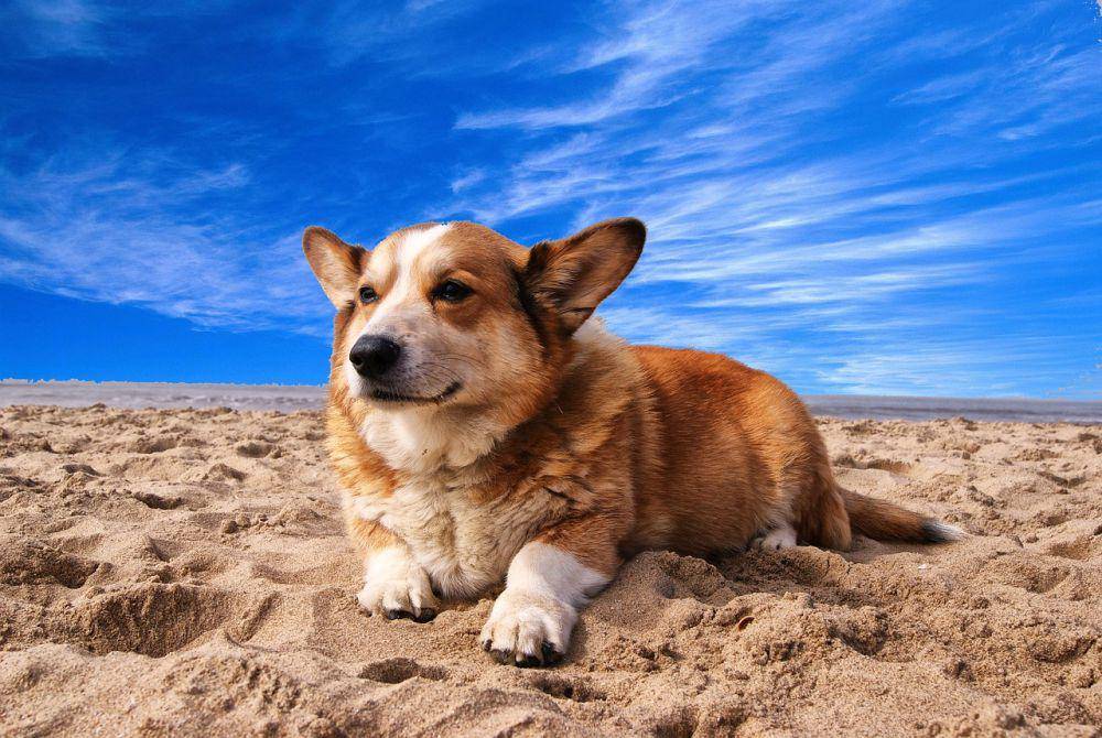 ilustrasi Corgi di atas pasir (pixabay.com/Michel van der Vegt)