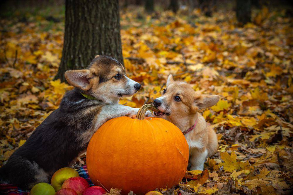 ilustrasi Corgi bermain (pixabay.com/Elena Rogulina)