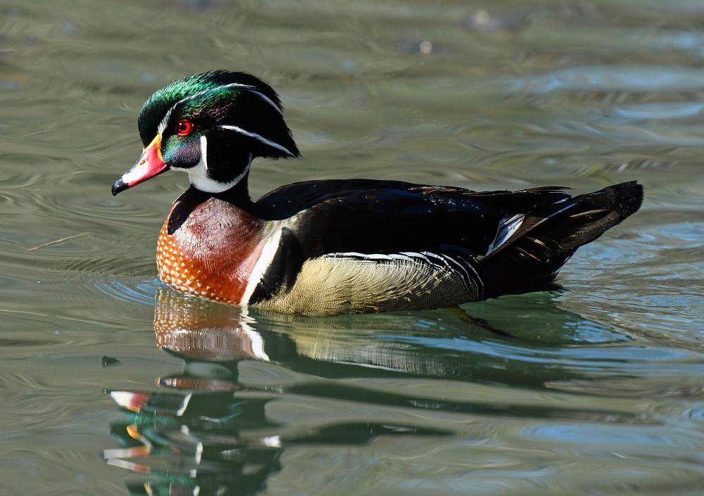 Bebek kayu (commons.m.wikimedia.org/Mykola Swarnyk)