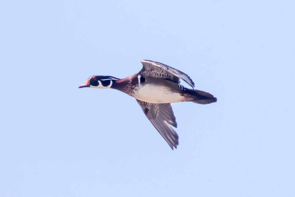 Bebek kayu (commons.m.wikimedia.org/Ron Knight)