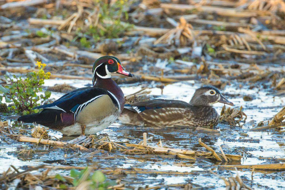 Bebek kayu (commons.m.wikimedia.org/Andrew)