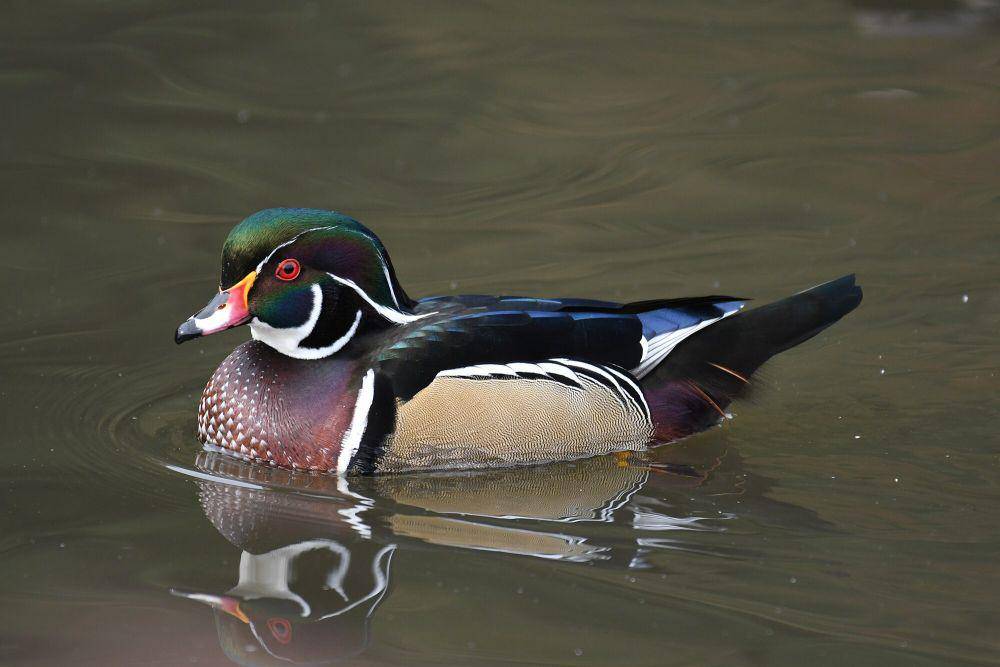 Bebek kayu (commons.m.wikimedia.org/Iwolfartist)