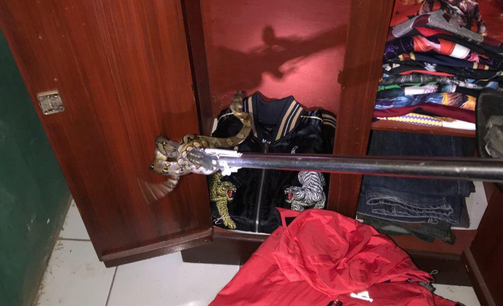 Ular Sanca Nyelonong Masuk Kamar Kos Warga Kasihan Bantul