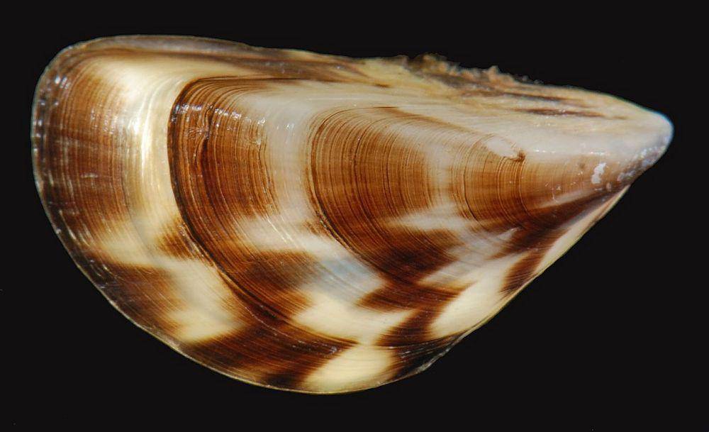 ilustrasi kerang zebra (commons.m.wikimedia.org)