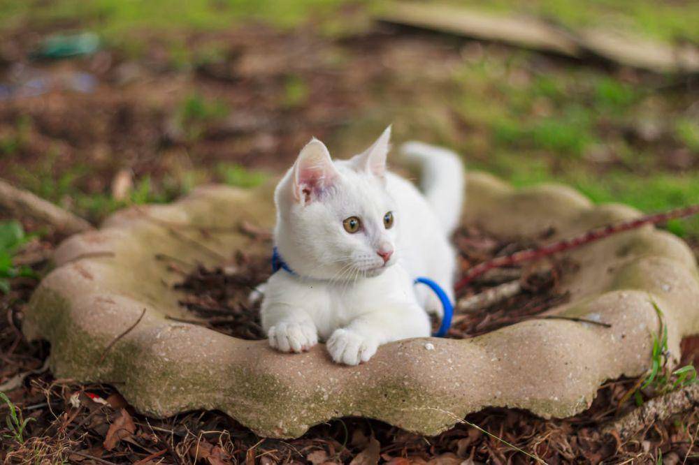 ilustrasi kucing Khao Manee (pexels.com/Justin Wearne)