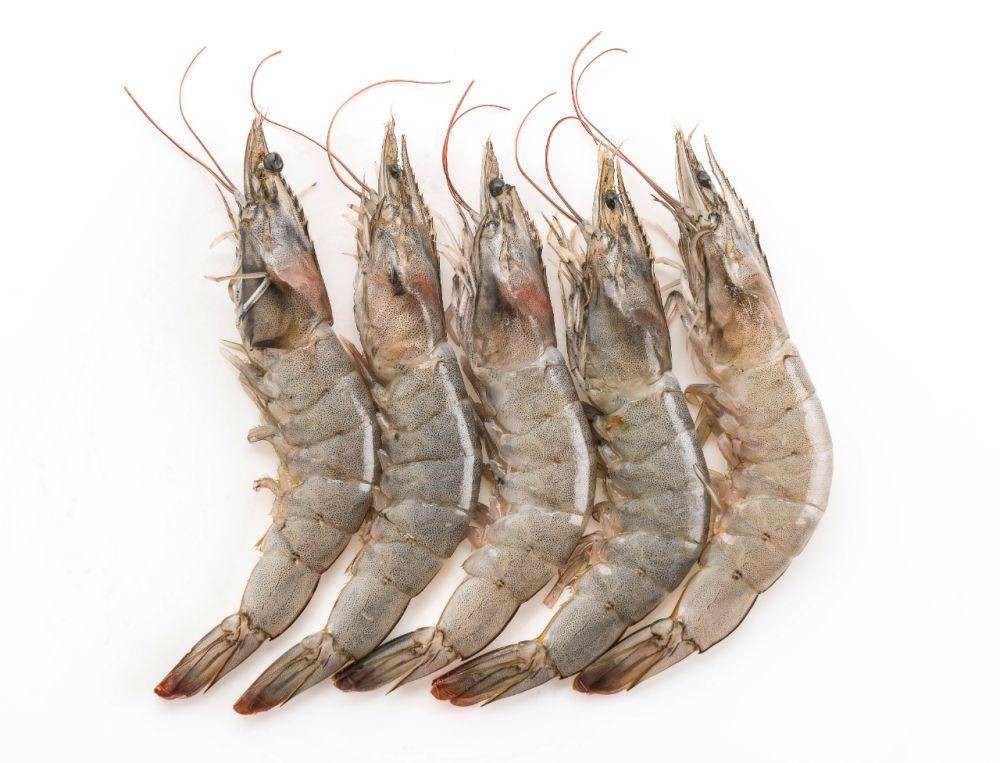 ilustrasi udang segar (freepik.com/topntp26)