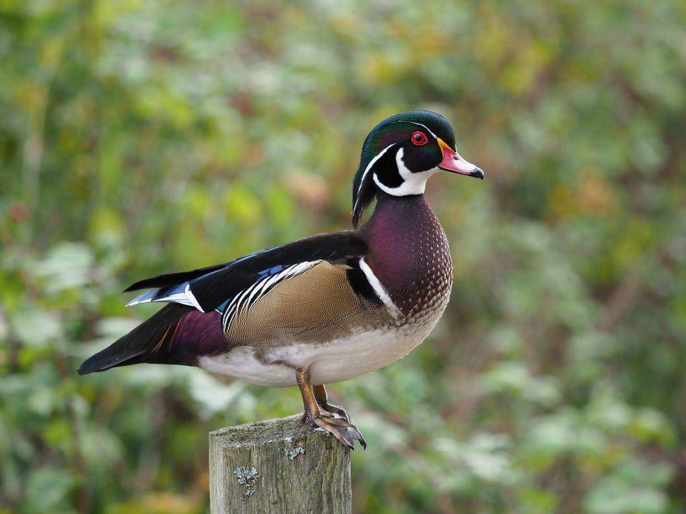 Bebek kayu (pixabay.com/Alex)
