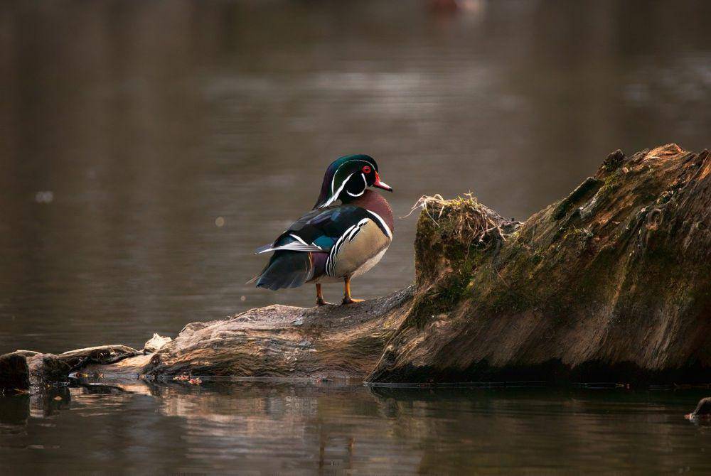 Bebek kayu (pixabay.com/simardfrancois)