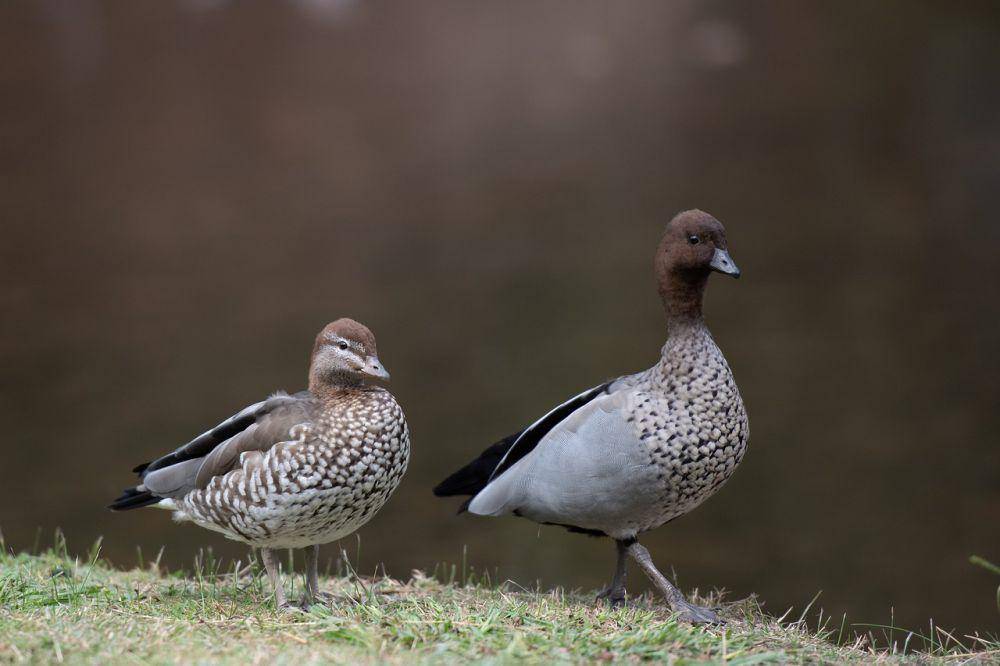 Bebek kayu (pixabay.com/Penny)