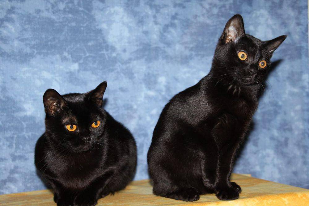 ilustrasi dua kucing Bombay (commons.wikimedia.org/Bombaycats)
