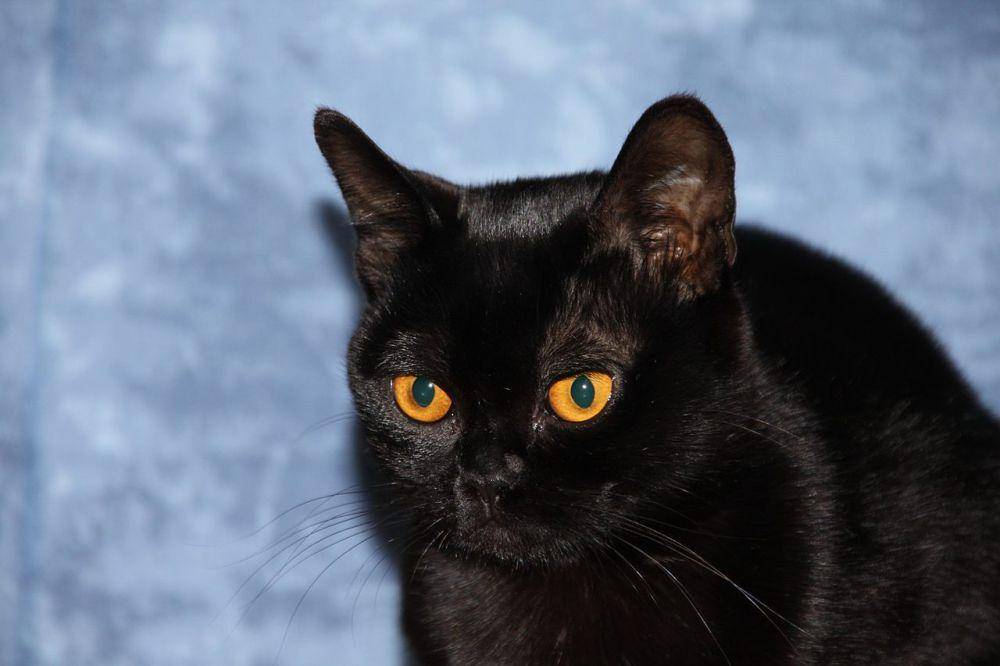 ilustrasi kucing Bombay (commons.wikimedia.org/Bombaycats)